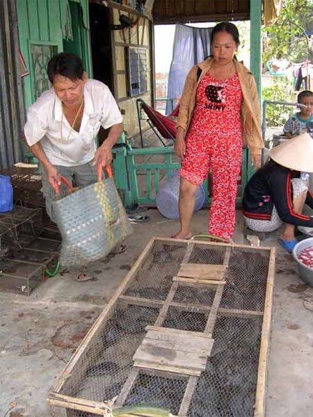 Ở chợ Xẻo Vong – Hậu Giang, hầu hết chị em phụ nữ đứng ra làm nghề lột da, cắt đuôi chuột để bán cho thương lái.